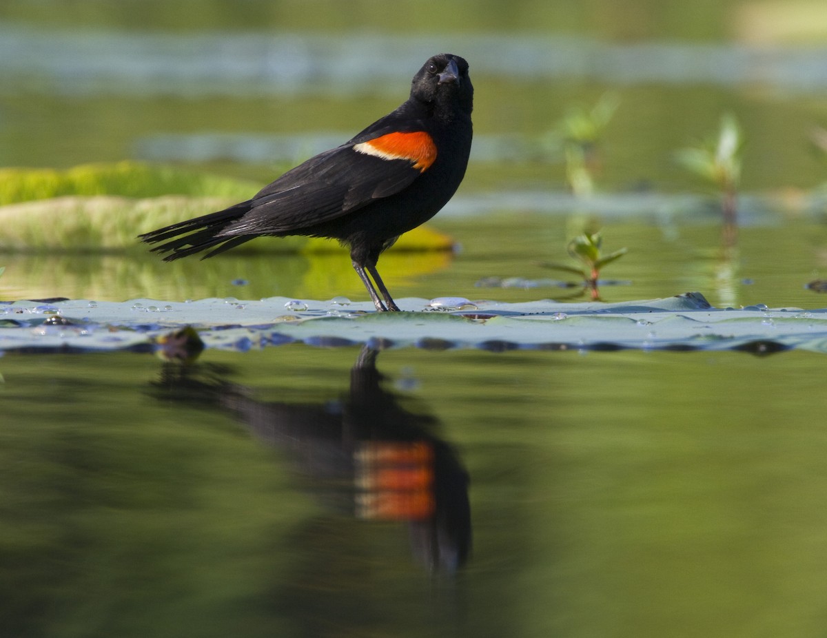 Red-winged Blackbird - Geoff Hill