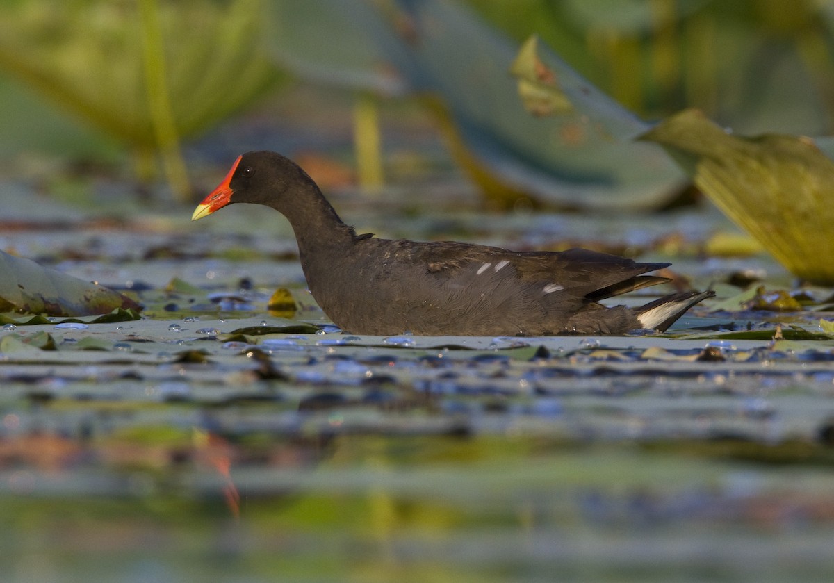 Common Gallinule - ML54743841