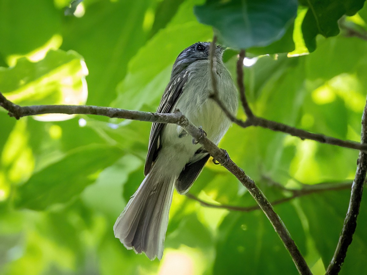 Slaty-capped Flycatcher - Sean Sparrow