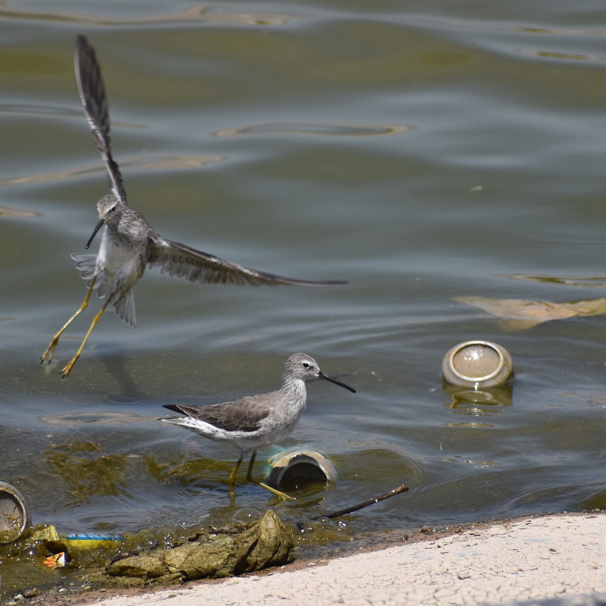 Stilt Sandpiper - ML547441761