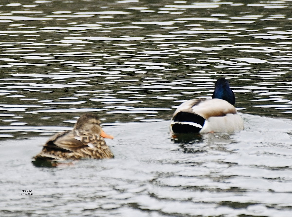 Mallard - Neli Jo