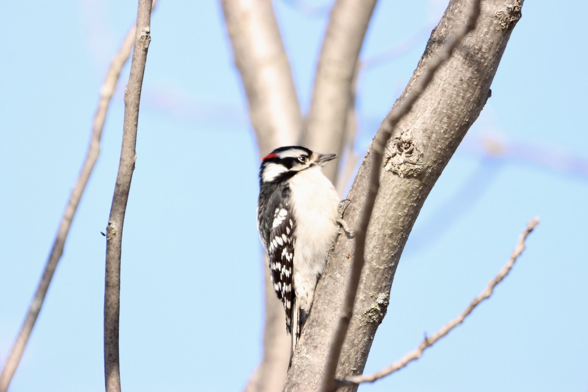 Downy Woodpecker - ML547443351