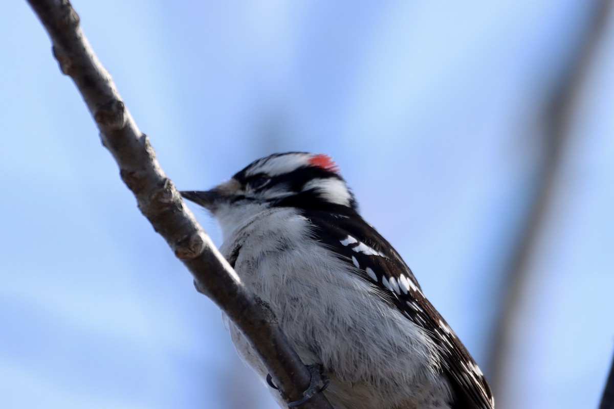 Downy Woodpecker - William Going