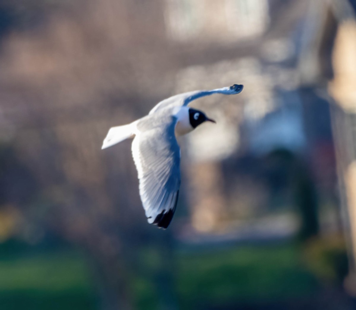 Franklin's Gull - Eric Bodker