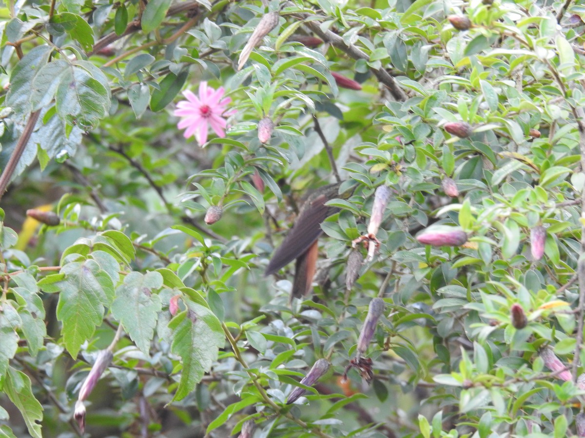 Violet-throated Starfrontlet (Bolivian) - ML547443891