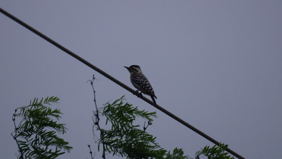 Ladder-backed Woodpecker - ML547445441