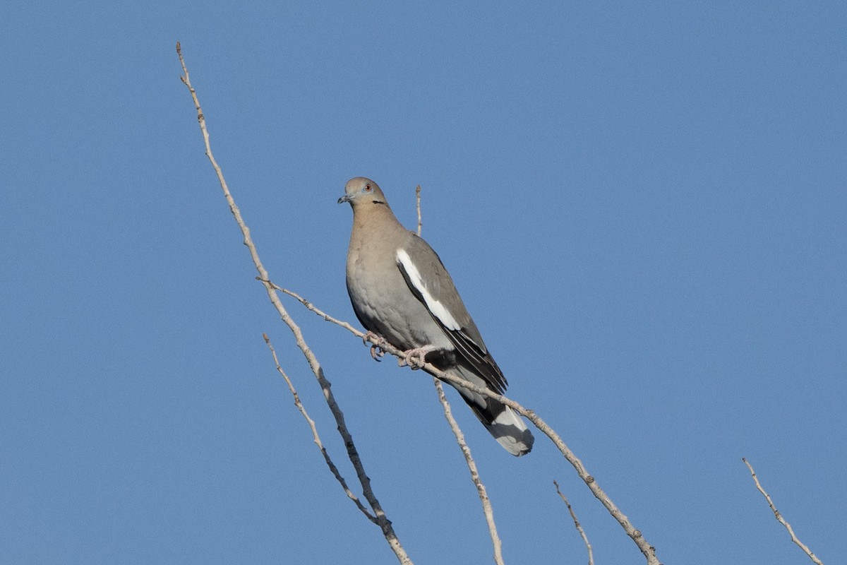 White-winged Dove - Steve Pearl