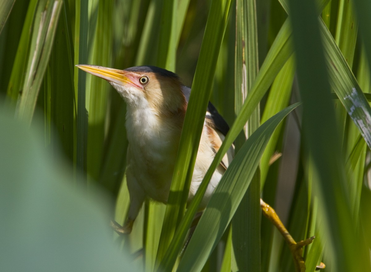 Least Bittern - ML54744711