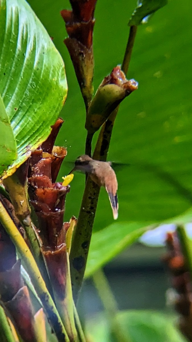 Пестрогорлый колибри-отшельник - ML547448431