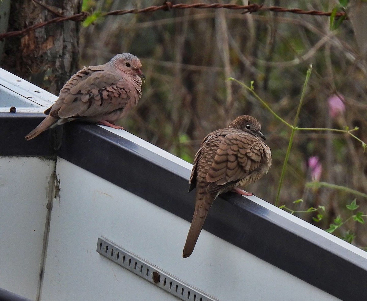 Common Ground Dove - ML547448441