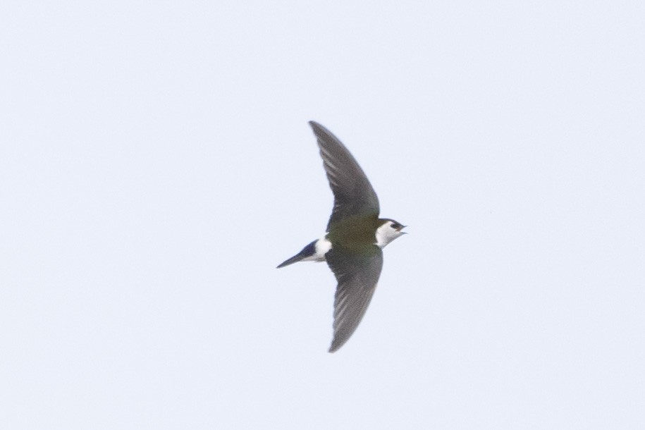 Violet-green Swallow - ML547448521