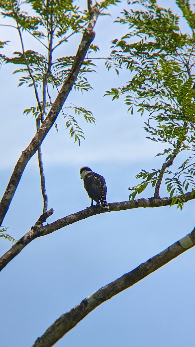 Laughing Falcon - ML547449061