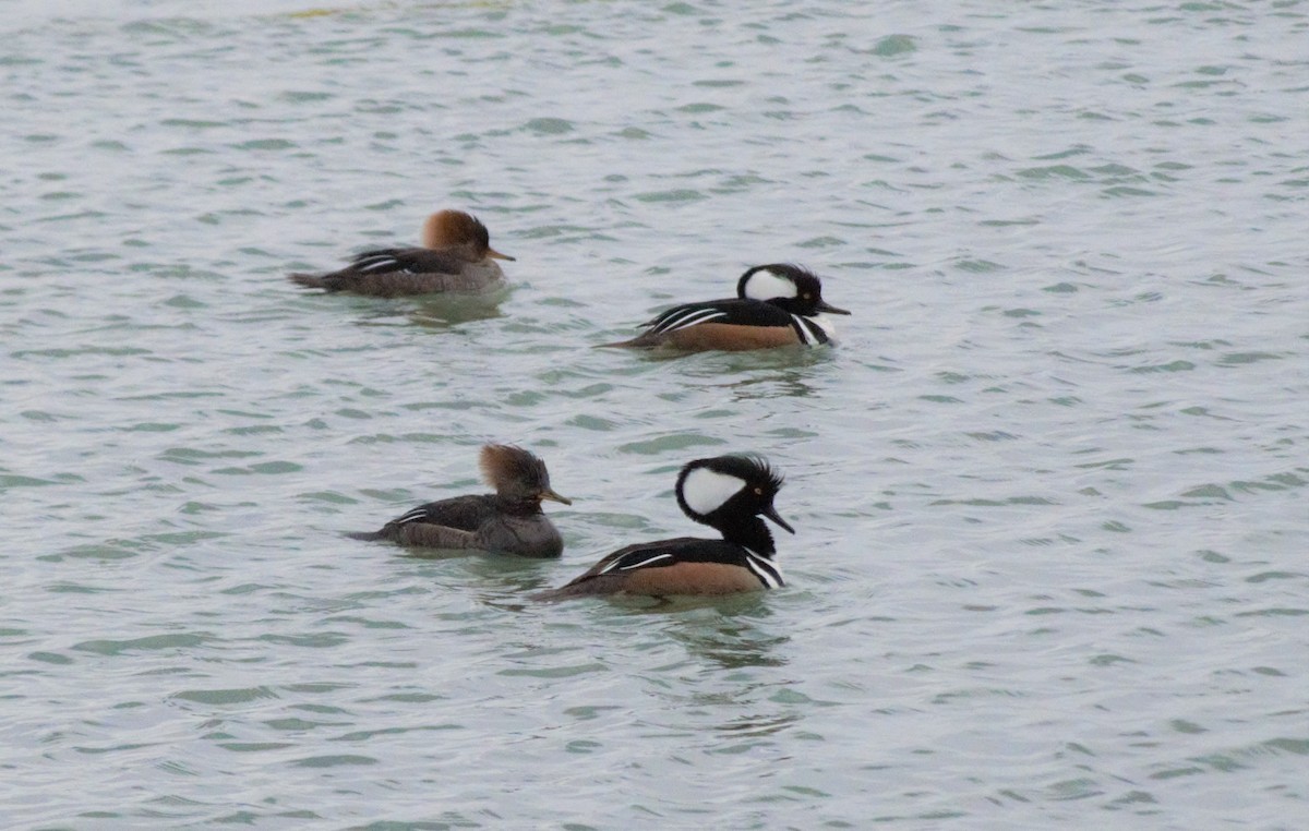 Hooded Merganser - ML547449831