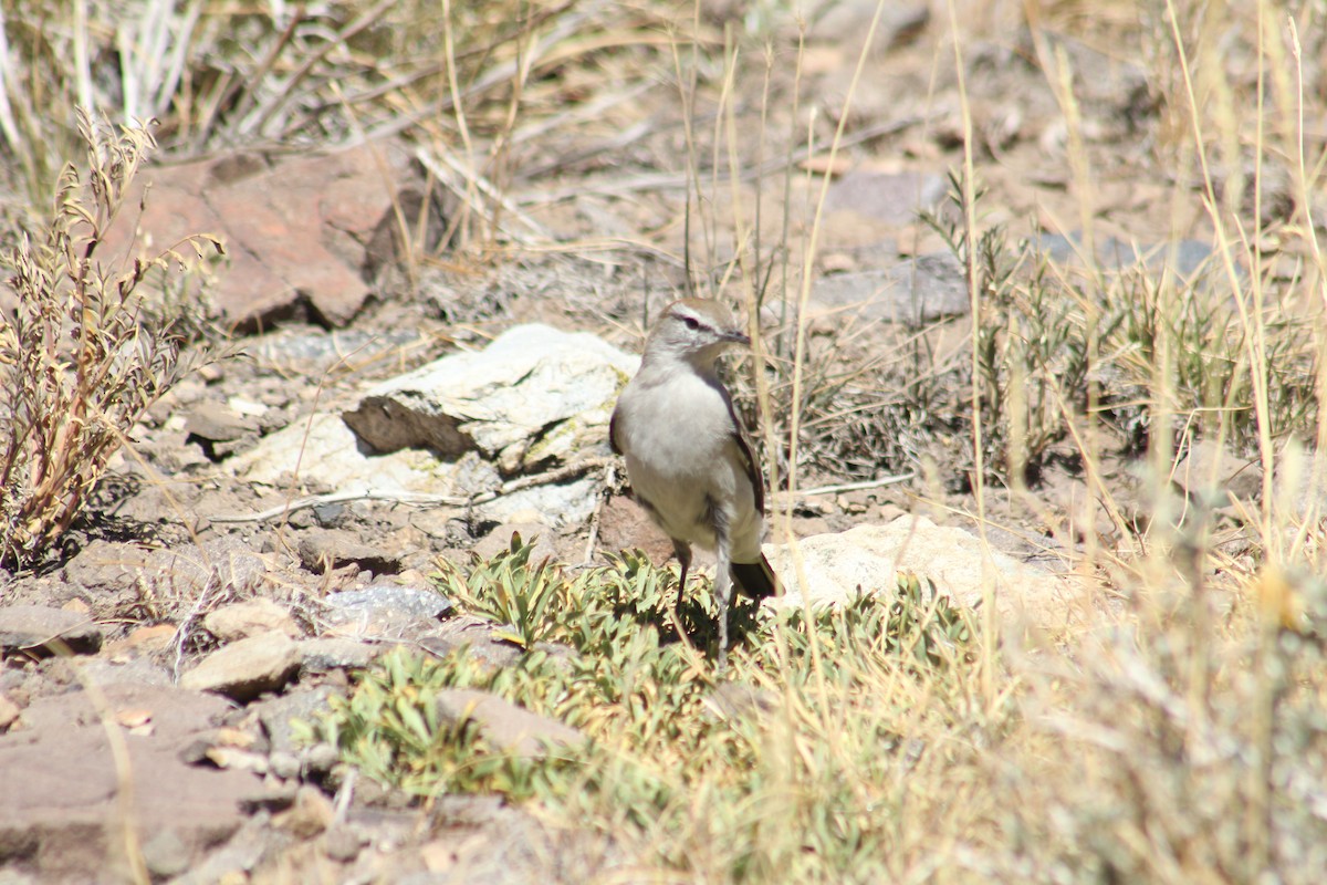 White-browed Ground-Tyrant - James Mitchell