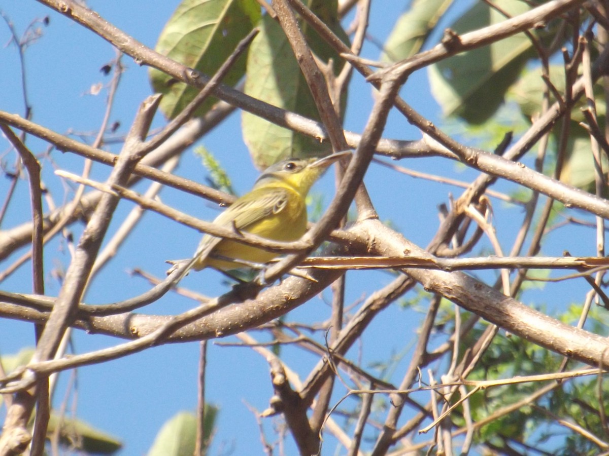 Maracaibo Tody-Flycatcher - Luis Loyo