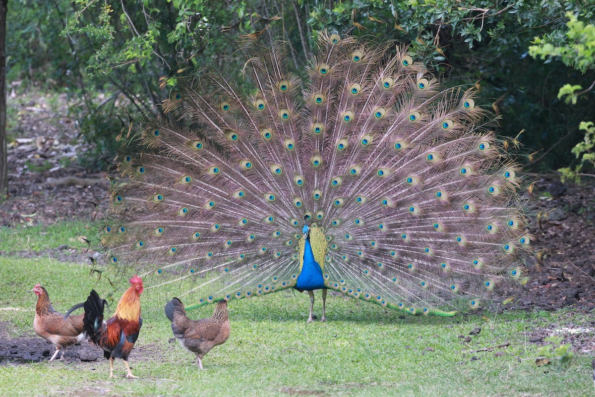 Indian Peafowl - ML547451431