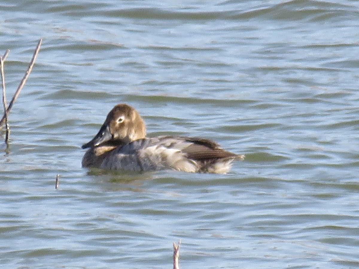 Canvasback - ML547452531