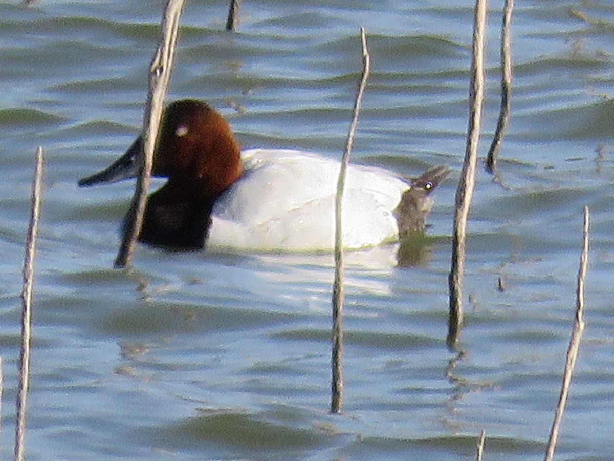 Canvasback - ML547452541
