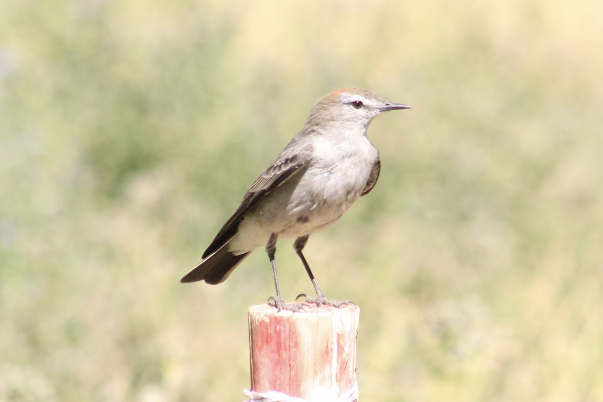 White-browed Ground-Tyrant - James Mitchell