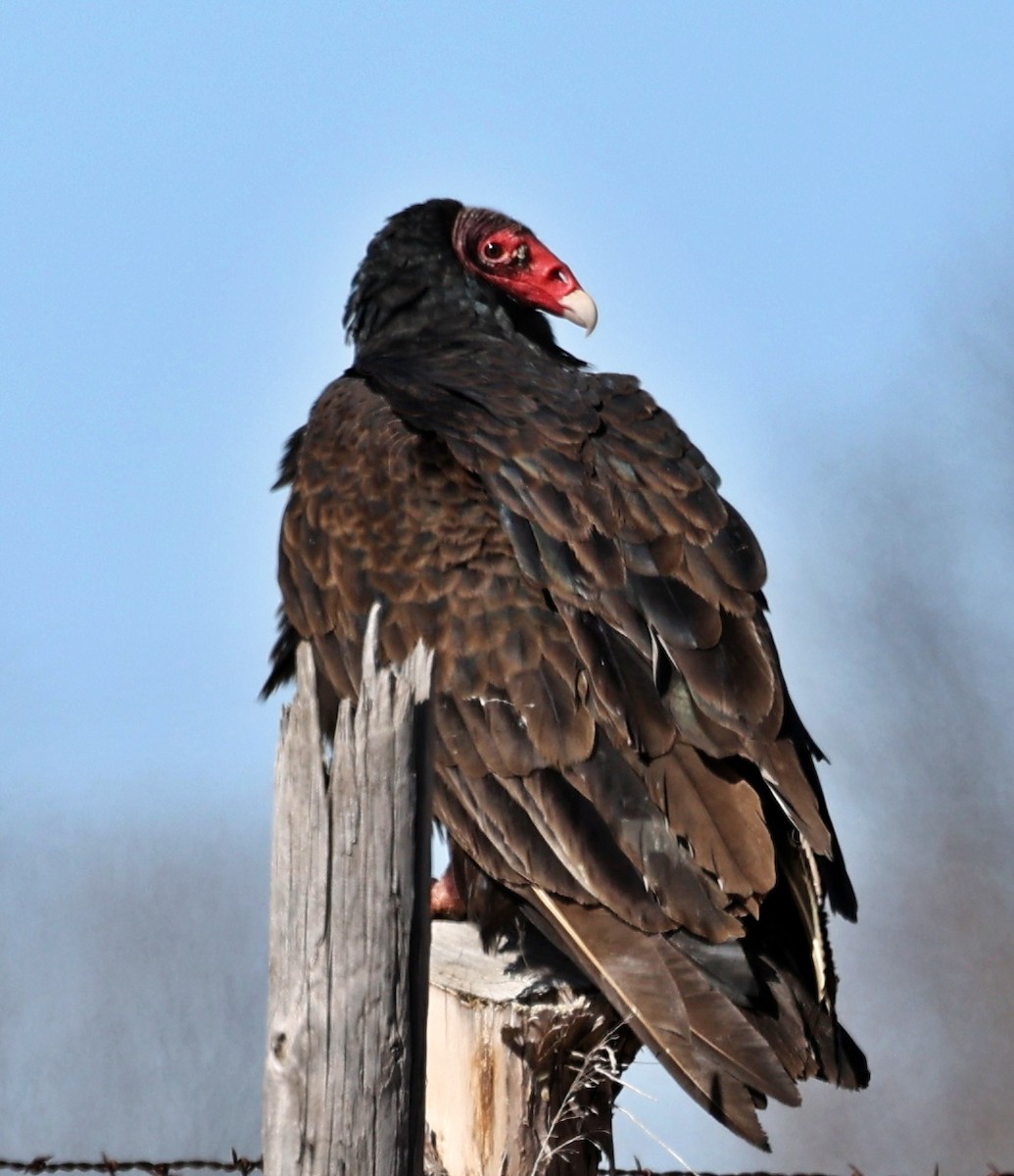 Turkey Vulture - ML547453341