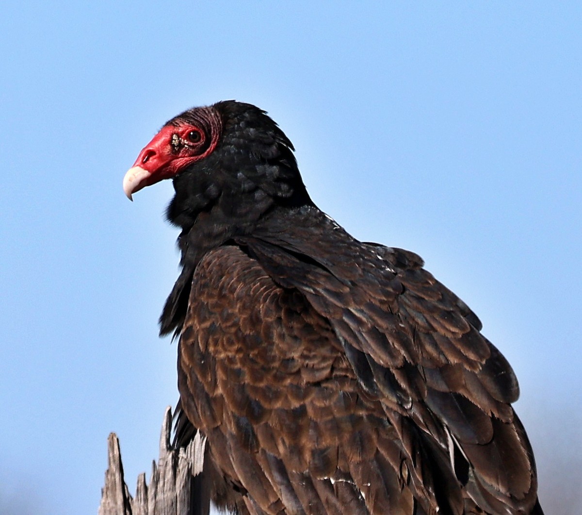 Urubu à tête rouge - ML547453351