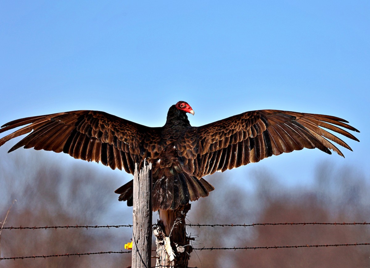 Turkey Vulture - ML547453361