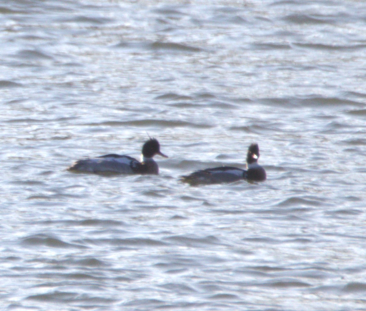 Red-breasted Merganser - ML547454461