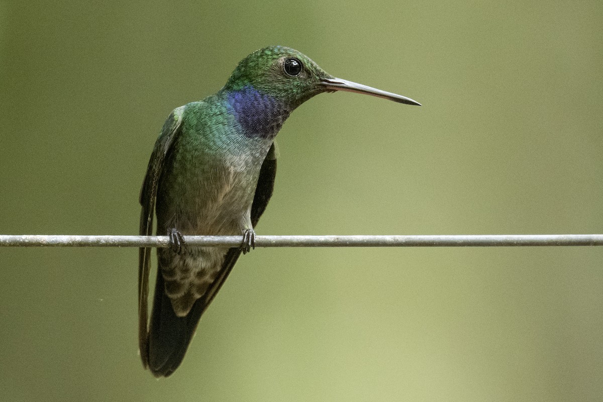 kolibřík modroprsý - ML547454541