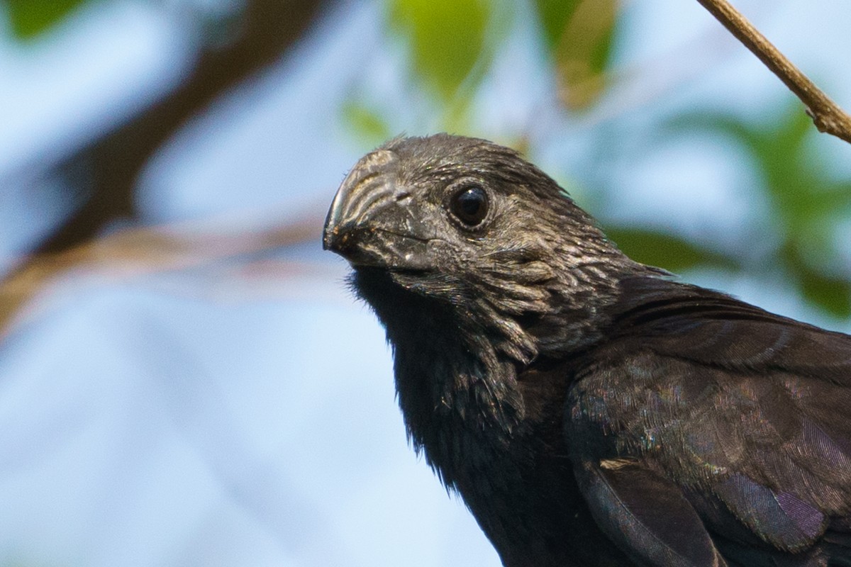 Groove-billed Ani - ML547455681