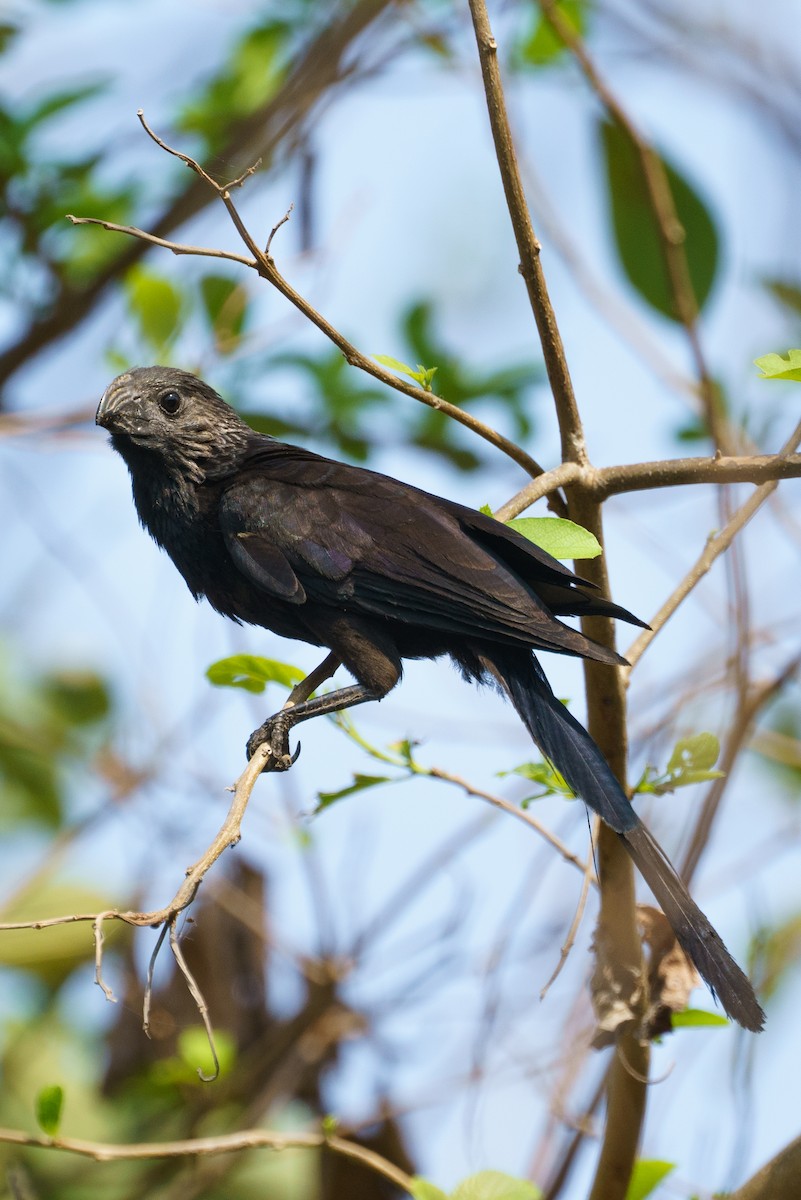 Groove-billed Ani - Darrin Menzo