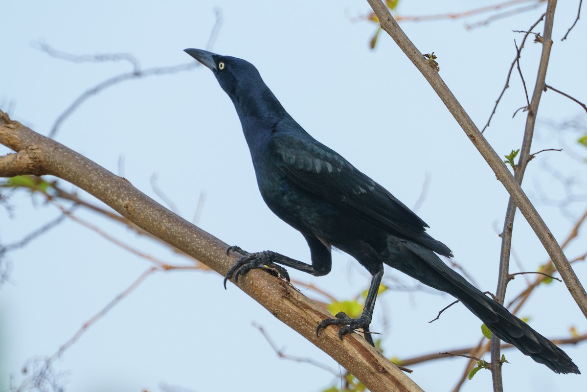 Great-tailed Grackle - ML547455881