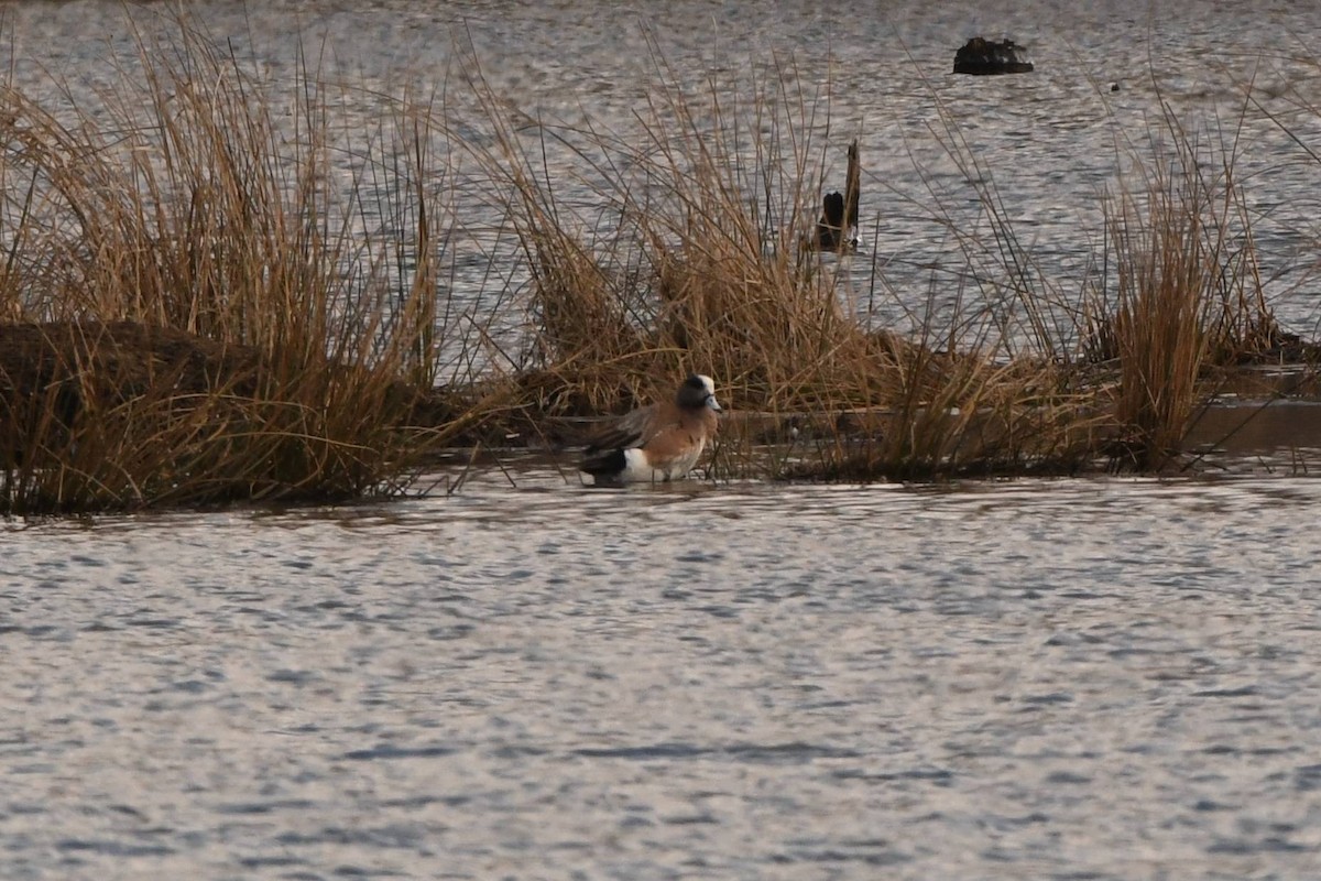 American Wigeon - ML547458321