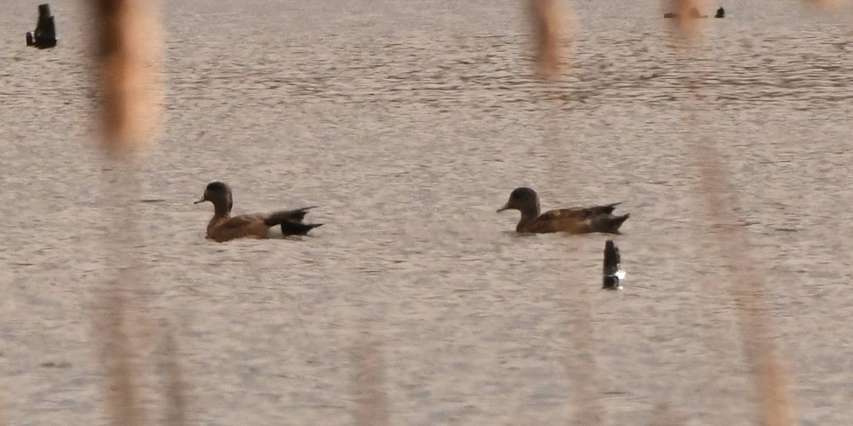 American Wigeon - ML547458331