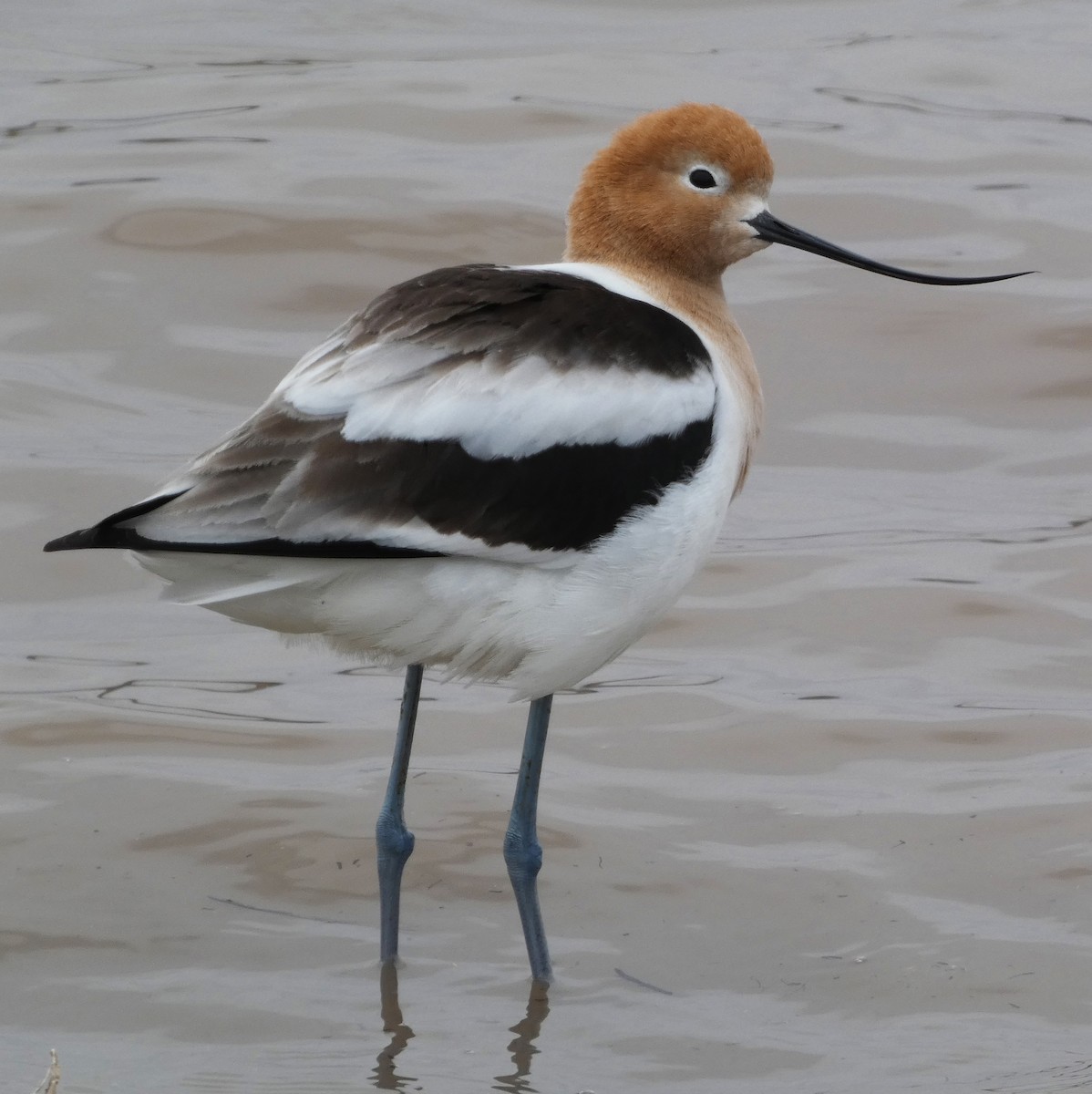 American Avocet - ML547458991