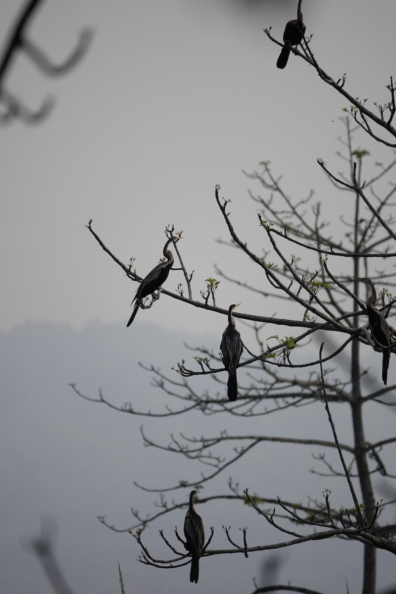 Oriental Darter - ML547461221