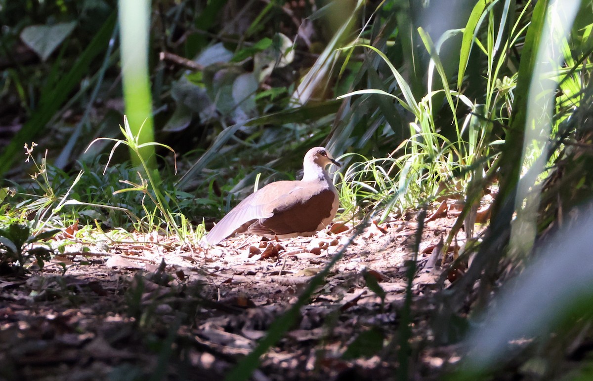 White-tipped Dove - ML547461341