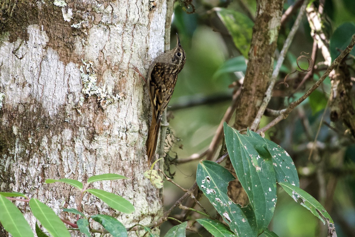 Hume's Treecreeper - Saran Chotiratanasak