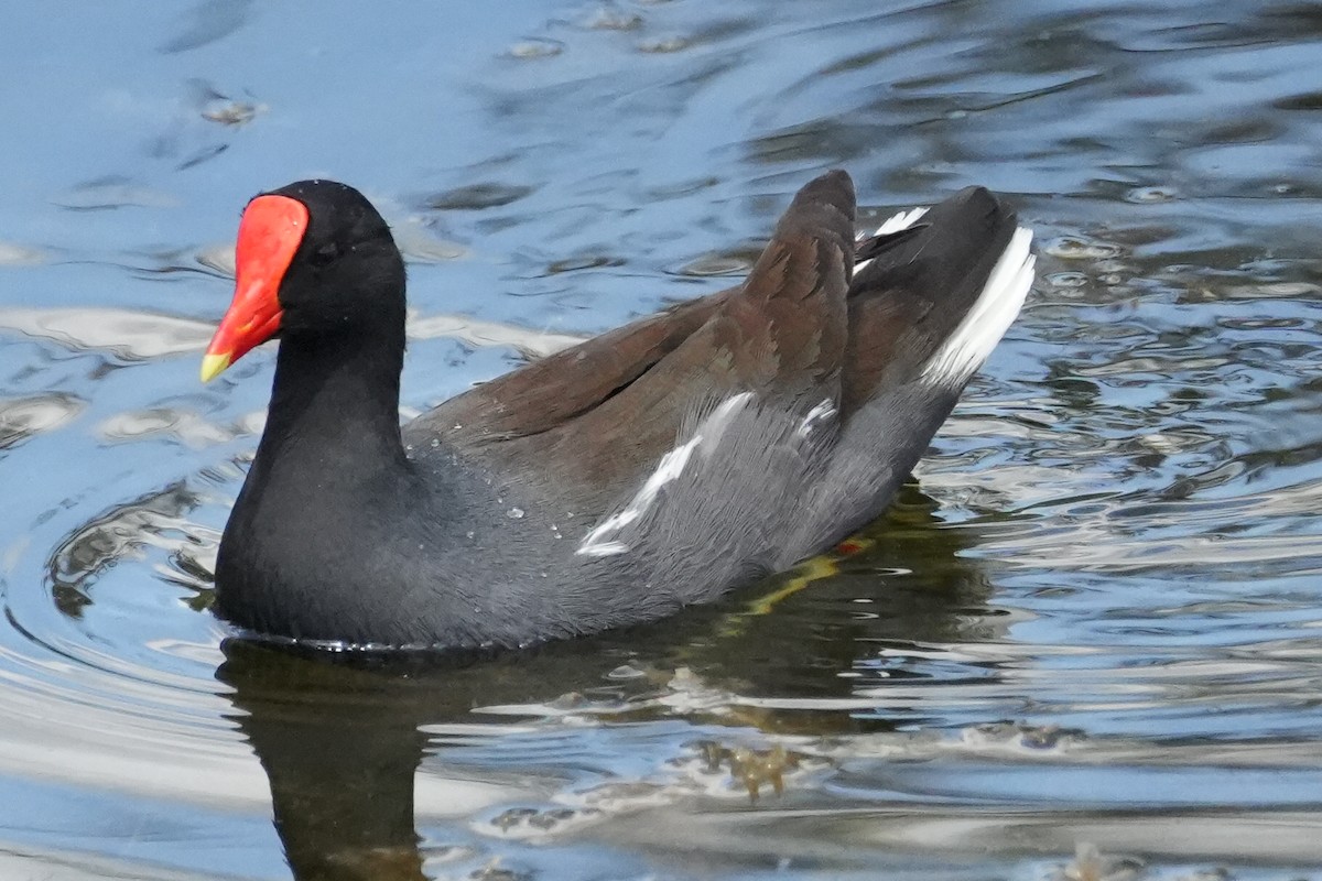 Common Gallinule - ML547463421