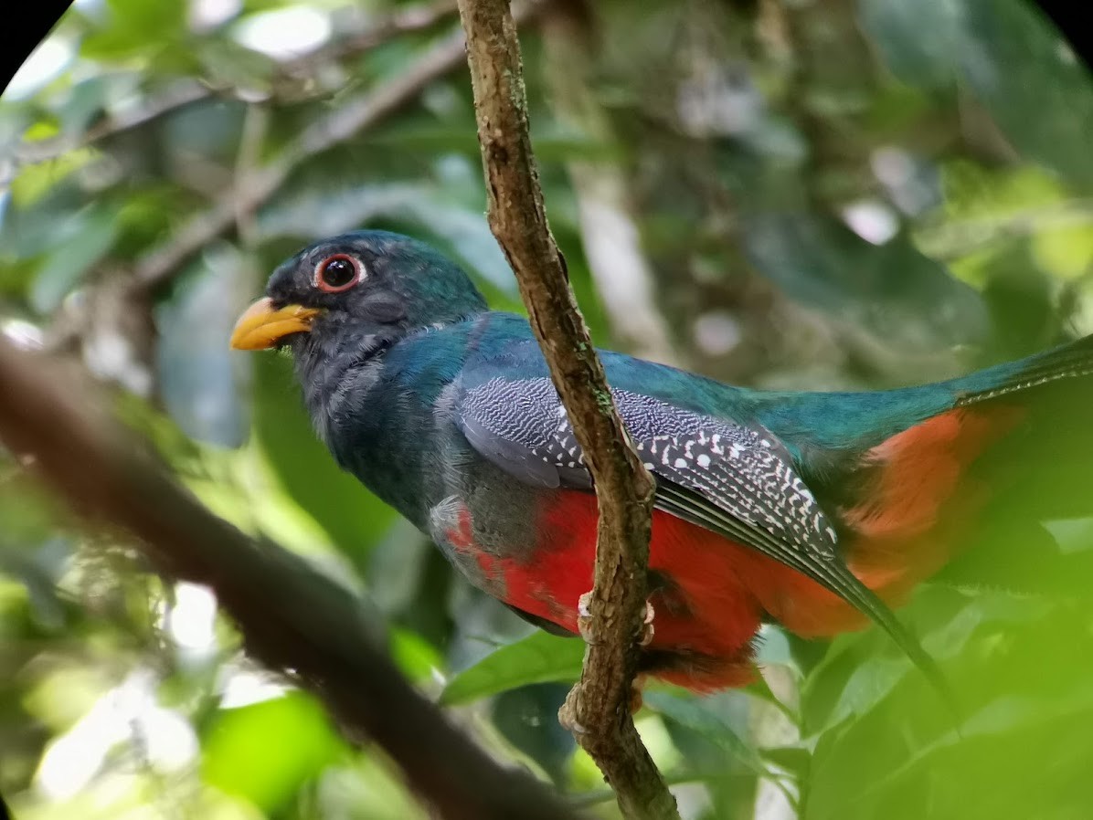 trogon modrotemenný - ML547463471