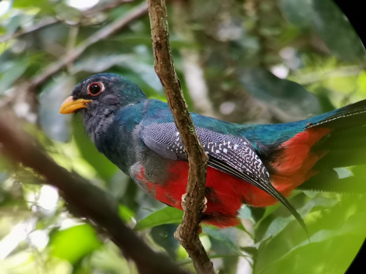 trogon modrotemenný - ML547463481