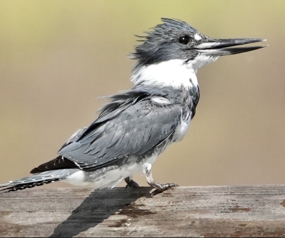 Belted Kingfisher - ML547463641