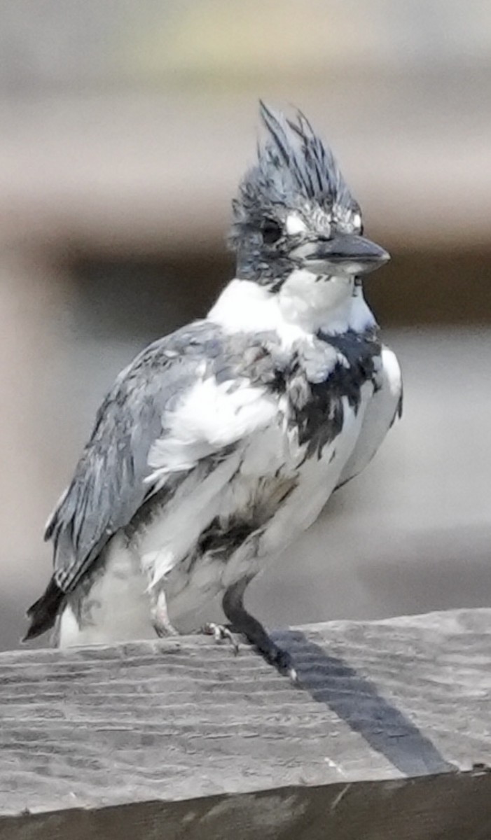 Belted Kingfisher - ML547463661