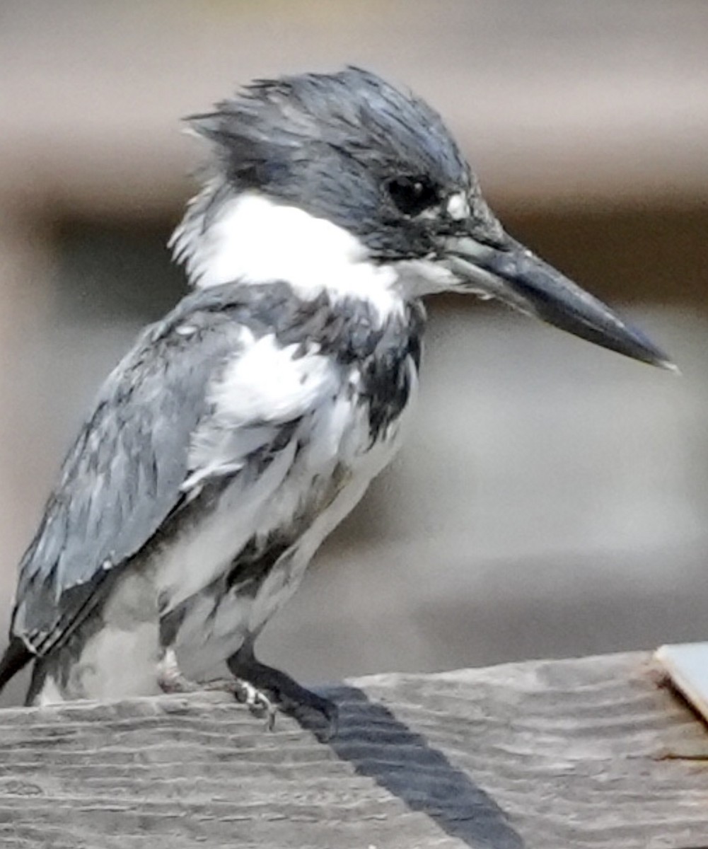 Belted Kingfisher - ML547463671