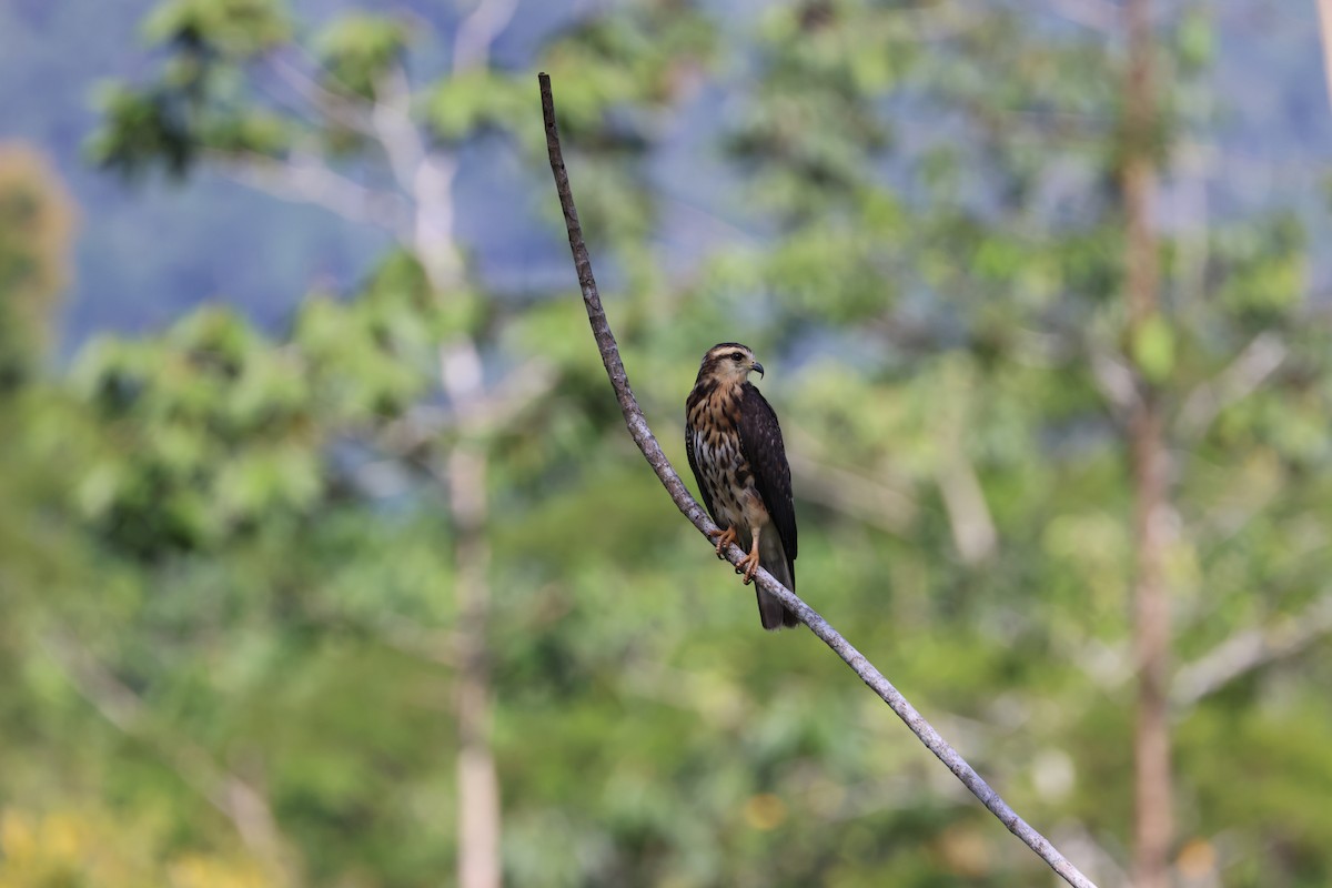 Schneckenbussard - ML547466421