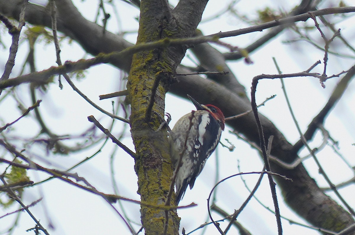 Red-breasted Sapsucker - ML547466651