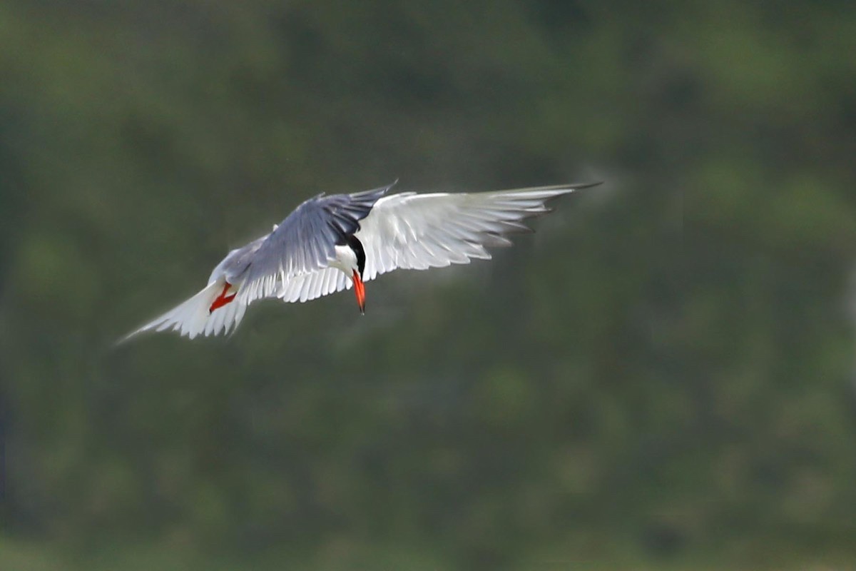 Common Tern - Henry Mauer