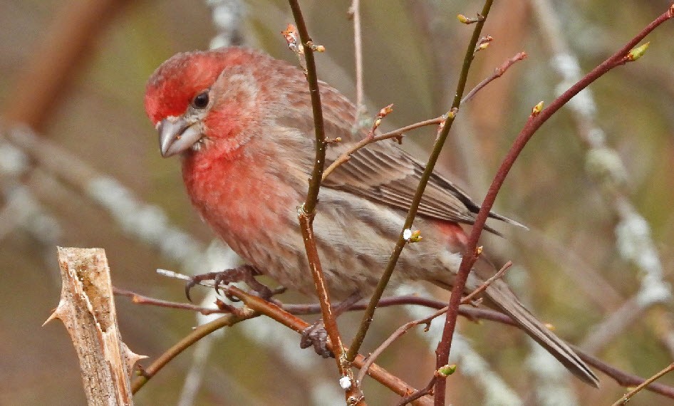 House Finch - ML547467751