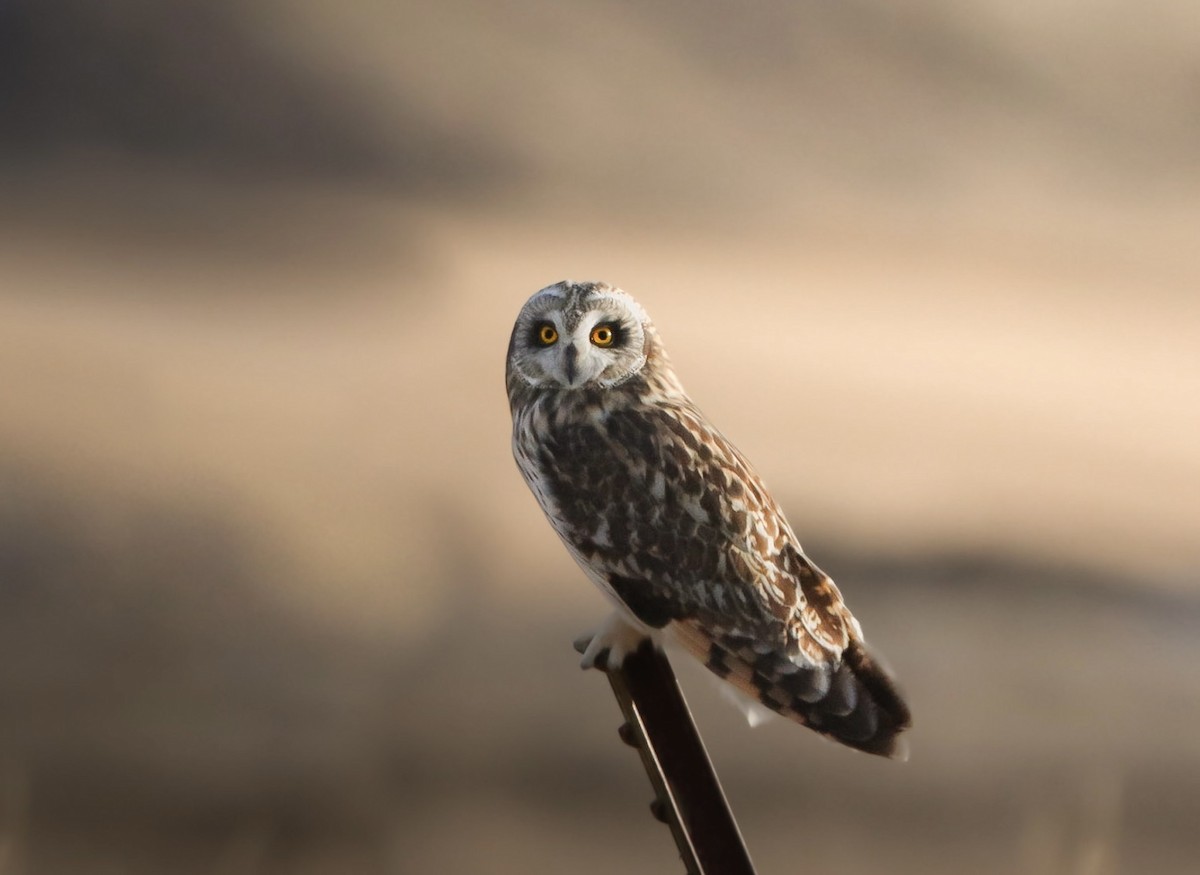 Short-eared Owl - ML547467811