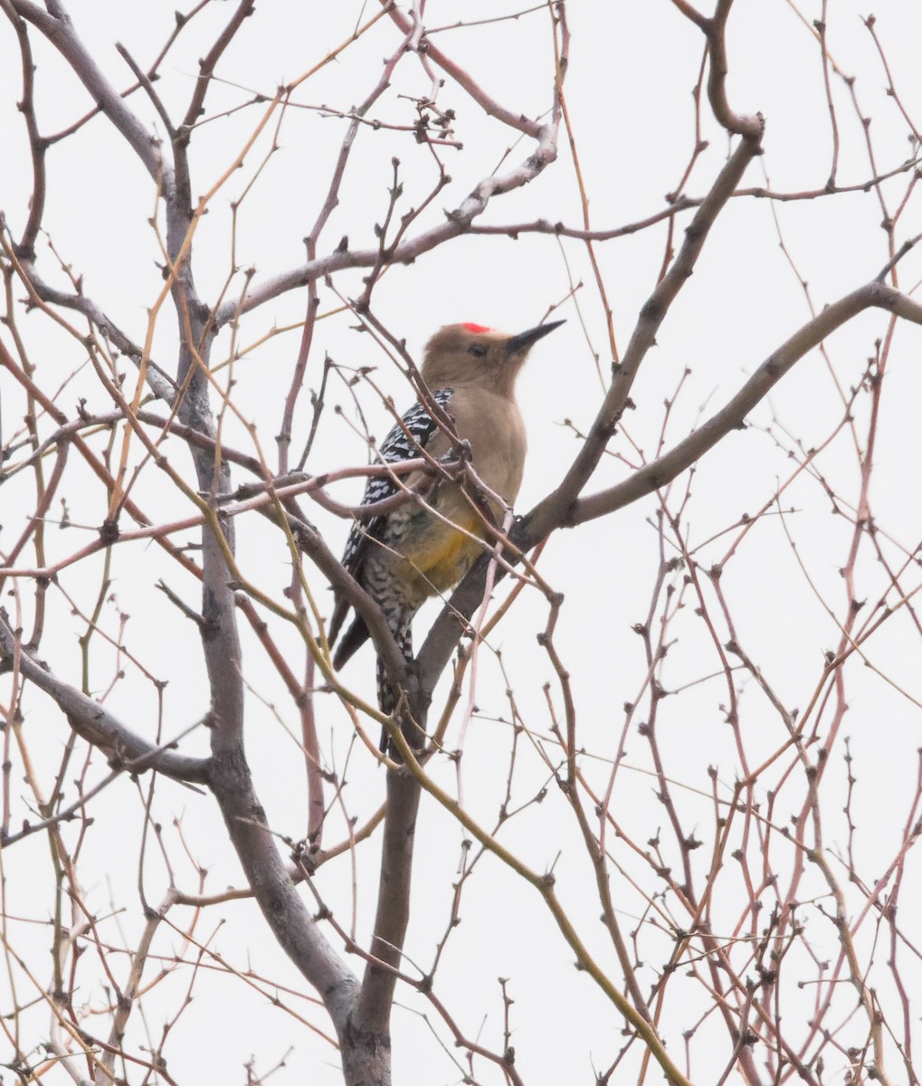 Gila Woodpecker - ML547468761