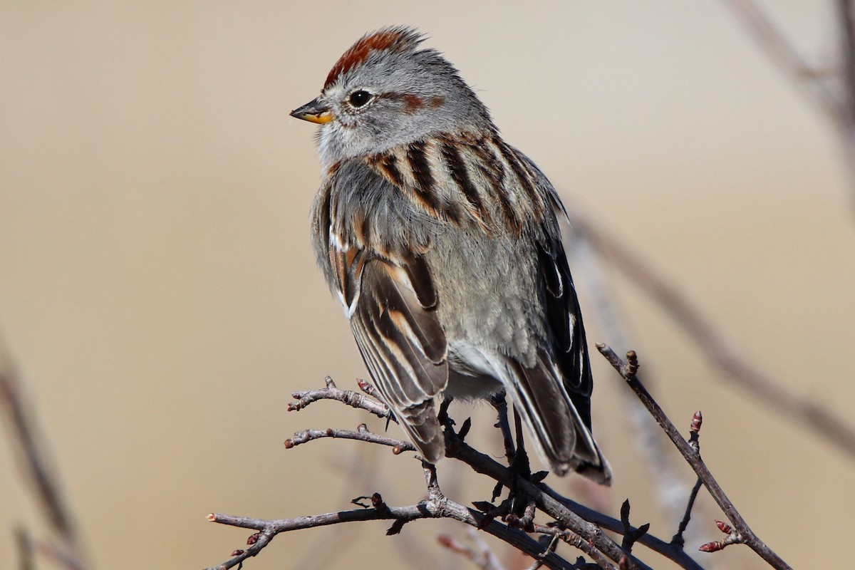 American Tree Sparrow - ML547468871